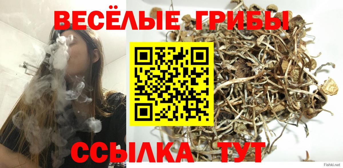 Псилоцибиновые грибы Psilocybe  Галлюциногенные грибы прущие грибы  Россошь  Вход с VPN 